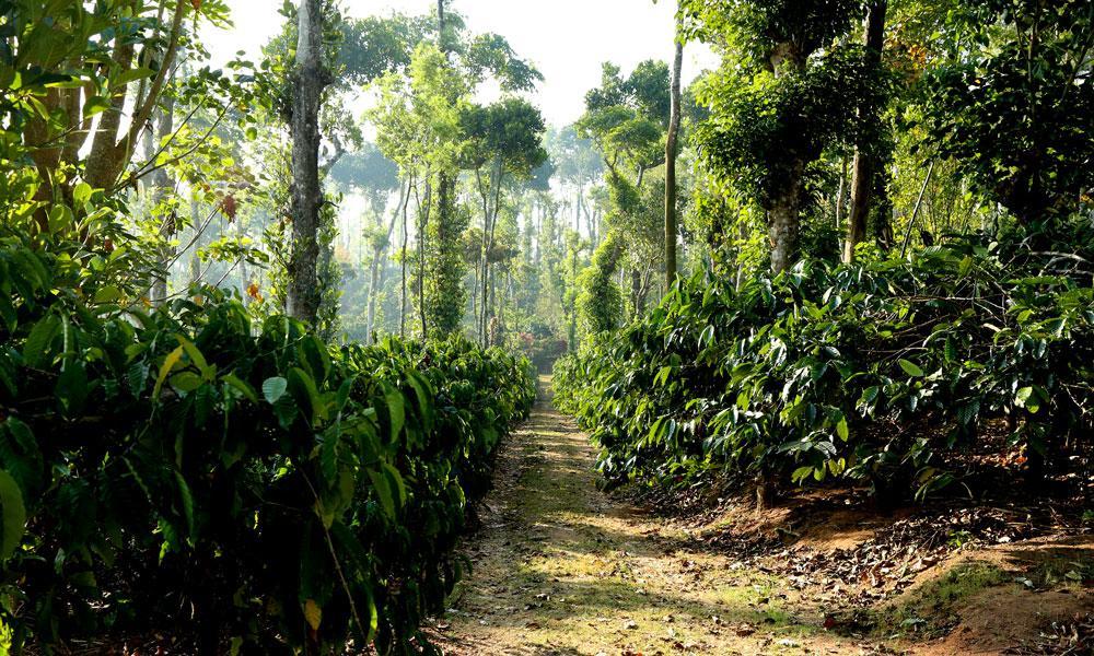 Coffee Native - A Family Homestay Mudigere Cameră foto