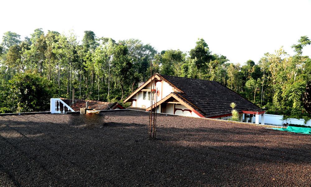 Coffee Native - A Family Homestay Mudigere Cameră foto